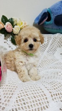 トイプードル(ティーカップ)【千葉県・男の子・2020年7月23日・アプリコット】の写真「クリックリお目目、詰まったマズル
毛量たっぷり」