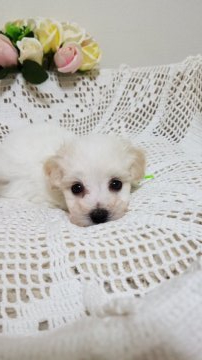 ビションフリーゼ【千葉県・男の子・2020年7月17日・ホワイト】の写真「お目目くりくり、色素、毛量ばっちり」