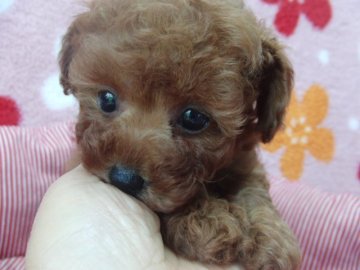 トイプードル(ティーカップ)【千葉県・男の子・2015年5月24日・レッド】の写真「毛量たっぷりもっこもこ☆」