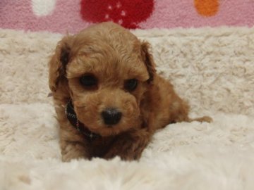 トイプードル(タイニー)【千葉県・男の子・2015年2月4日・アプリコット】の写真「特大お目目☆」
