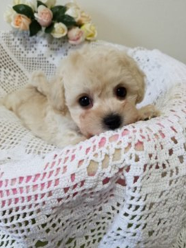 ビションプー【千葉県・女の子・2021年4月27日・クリーム】の写真「クリックリの美人ちゃん
元気いっぱい！」