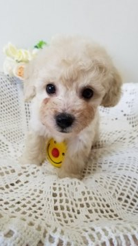 ビションフリーゼ×トイプードル【千葉県・男の子・2020年10月25日・クリーム】の写真「抜け毛ほとんどありません。
骨太で丈夫」