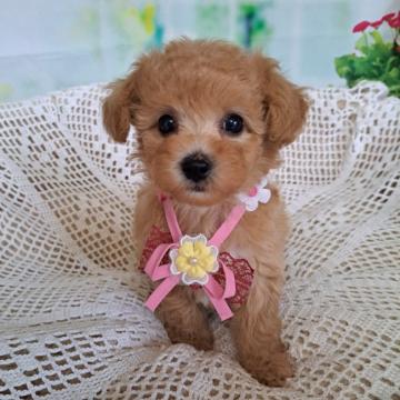 トイプードル(タイニー)【千葉県・女の子・2022年7月25日・レッド】の写真「薄めレッド　
お顔の可愛い姫ちゃん」