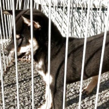 柴犬(標準サイズ)【奈良県・男の子・2025年8月8日・黒】の写真「3０年以上にわたって柴犬の繁殖をしています。」