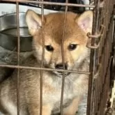柴犬(標準サイズ)