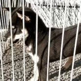 柴犬(標準サイズ)