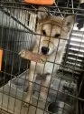 柴犬(標準サイズ)【奈良県・男の子・2024年3月19日・赤】の写真3