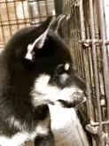柴犬(標準サイズ)【奈良県・男の子・2025年8月8日・黒】の写真5