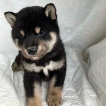 柴犬(標準サイズ)【奈良県・男の子・2024年2月5日・黒】の写真「柴犬専門。３０年以上にわたって柴犬の繁殖しています」