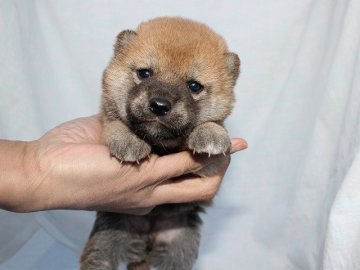 柴犬(標準サイズ)【奈良県・女の子・2017年1月31日・赤】の写真「かわいい柴犬の赤ちゃんです。」