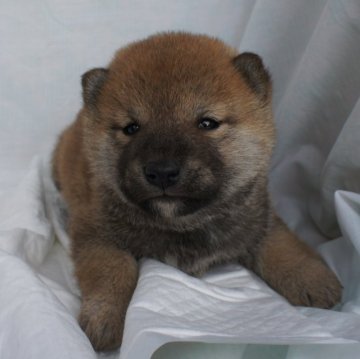 柴犬(標準サイズ)【奈良県・男の子・2024年1月2日・赤】の写真「柴犬専門。３０年以上にわたって柴犬の繁殖しています」