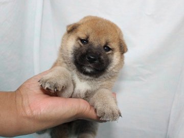柴犬(標準サイズ)【奈良県・女の子・2018年8月16日・赤】の写真「柴犬専門犬舎発!!30年以上柴犬を繁殖しています。」