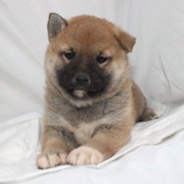 柴犬(標準サイズ)【奈良県・男の子・2022年12月27日・赤】の写真「柴犬専門犬舎発!!30年以上柴犬を繁殖しています。」