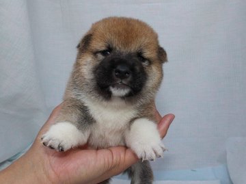 柴犬(標準サイズ)【奈良県・女の子・2020年6月8日・赤】の写真「柴犬専門犬舎発!!30年以上柴犬を繁殖しています。」