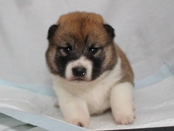 柴犬(標準サイズ)【奈良県・女の子・2020年5月24日・赤】の写真「柴犬専門犬舎発!!30年以上柴犬を繁殖しています。」