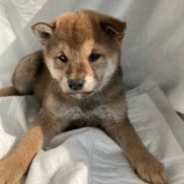 柴犬(標準サイズ)【奈良県・男の子・2024年2月5日・赤】の写真「柴犬専門。３０年以上にわたって柴犬の繁殖しています」
