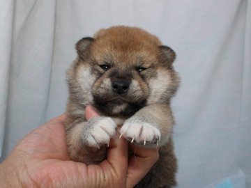 柴犬(標準サイズ)【奈良県・男の子・2019年3月15日・赤】の写真「柴犬専門犬舎発!!30年以上柴犬を繁殖しています。」