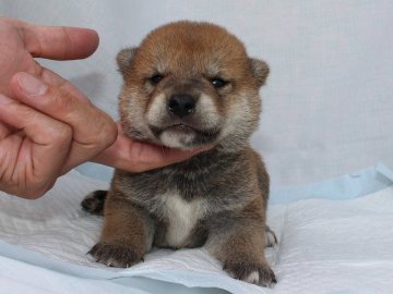 柴犬(標準サイズ)【奈良県・男の子・2020年6月9日・赤】の写真「柴犬専門犬舎発!!30年以上柴犬を繁殖しています。」