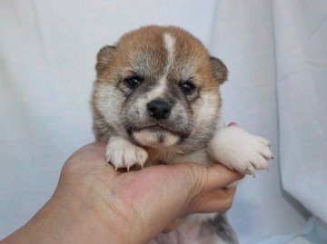柴犬(標準サイズ)【奈良県・女の子・2020年3月17日・赤】の写真「柴犬専門犬舎発!!30年以上柴犬を繁殖しています。」