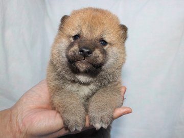 柴犬(標準サイズ)【奈良県・男の子・2017年1月31日・赤】の写真「かわいい柴犬の赤ちゃんです。」