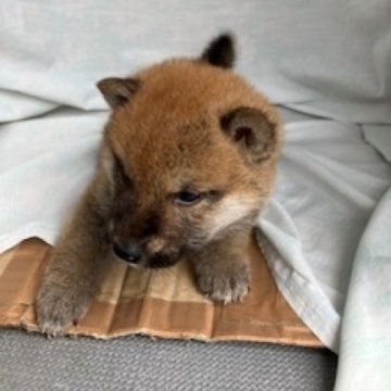 柴犬(標準サイズ)【奈良県・女の子・2024年6月5日・赤】の写真「柴犬専門。30年以上にわたって柴犬の繁殖しています」