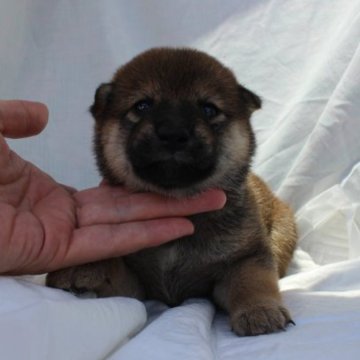 柴犬(標準サイズ)【奈良県・女の子・2023年6月21日・赤】の写真「柴犬専門犬舎発!!30年以上柴犬を繁殖しています。」