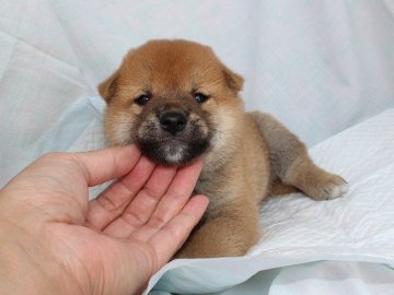 柴犬(標準サイズ)【奈良県・男の子・2020年7月6日・赤】の写真「柴犬専門犬舎発!!30年以上柴犬を繁殖しています。」