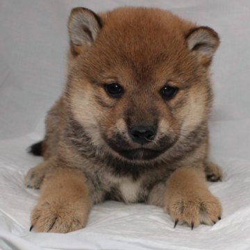 柴犬(標準サイズ)【奈良県・女の子・2022年12月4日・赤】の写真「柴犬専門犬舎発!!30年以上柴犬を繁殖しています。」