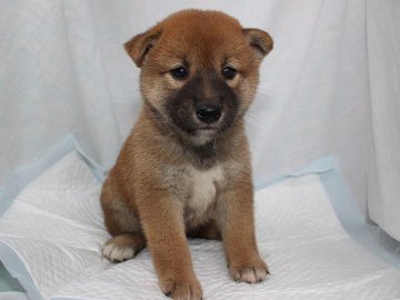 柴犬(標準サイズ)【奈良県・女の子・2020年6月9日・赤】の写真「柴犬専門犬舎発!!30年以上柴犬を繁殖しています。」