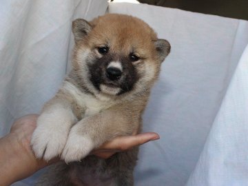 柴犬(標準サイズ)【奈良県・女の子・2018年2月1日・赤】の写真「柴犬専門犬舎発!!30年以上柴犬を繁殖しています。」