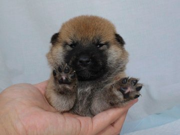 柴犬(標準サイズ)【奈良県・女の子・2020年6月8日・赤】の写真「柴犬専門犬舎発!!30年以上柴犬を繁殖しています。」