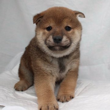 柴犬(標準サイズ)【奈良県・男の子・2022年12月4日・赤】の写真「柴犬専門犬舎発!!30年以上柴犬を繁殖しています。」