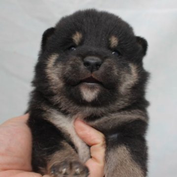 柴犬(標準サイズ)【奈良県・男の子・2022年12月20日・黒】の写真「柴犬専門犬舎発!!30年以上柴犬を繁殖しています。」