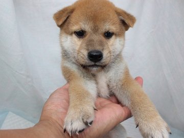 柴犬(標準サイズ)【奈良県・男の子・2019年9月5日・赤】の写真「柴犬専門犬舎発!!30年以上柴犬を繁殖しています。」