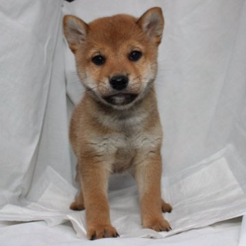柴犬(標準サイズ)【奈良県・男の子・2022年12月25日・赤】の写真「柴犬専門犬舎発!!30年以上柴犬を繁殖しています。」
