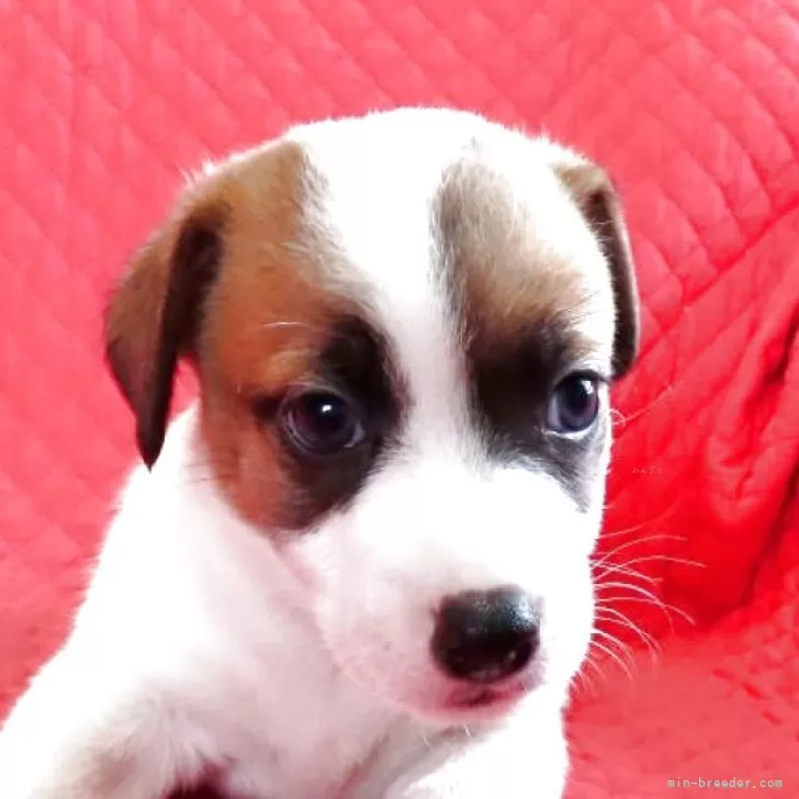 ID:2507-01485の子犬