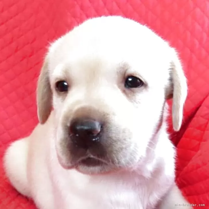 ID：2507-01220の子犬