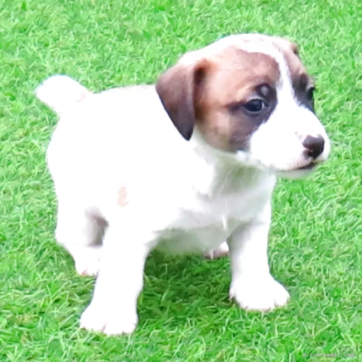 ID：2511-02802の子犬