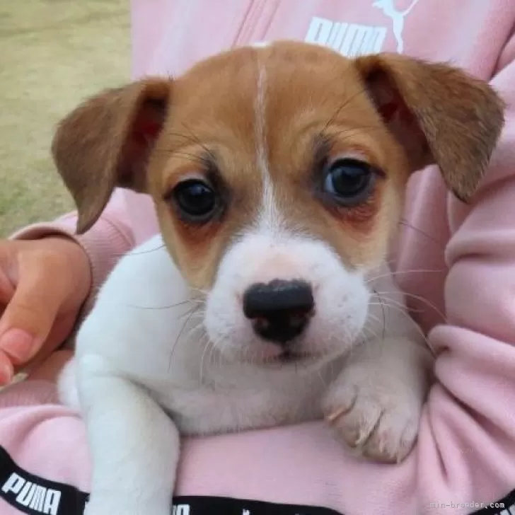 ID:2503-00433の子犬