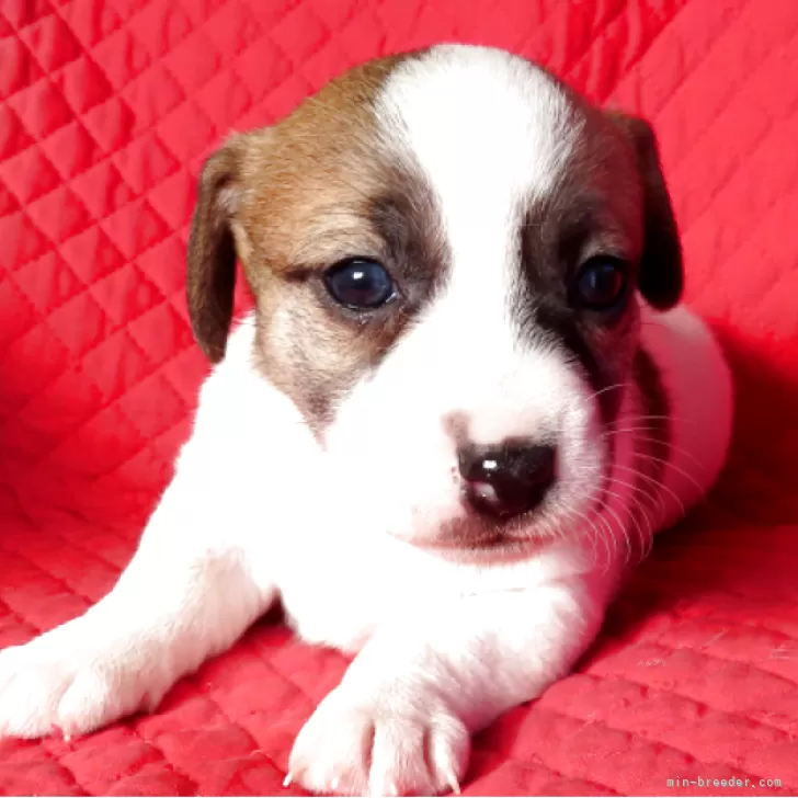 ジャックラッセルテリア【宮崎県・女の子・2025年10月13日・ホワイト、ブラック&amp;タン】の写真1「HO-5」