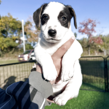 ジャックラッセルテリア【宮崎県・男の子・2025年10月13日・ホワイト、ブラック&タン】の写真「短足タイプのとても可愛い子です。」