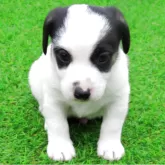 ジャックラッセルテリア【宮崎県・男の子・2025年10月13日・ホワイト、ブラック&タン】の写真1「HO-2」