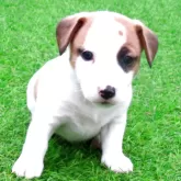 ジャックラッセルテリア