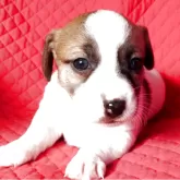 ジャックラッセルテリア