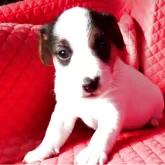 ジャックラッセルテリア