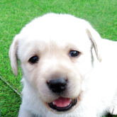 ラブラドールレトリバー