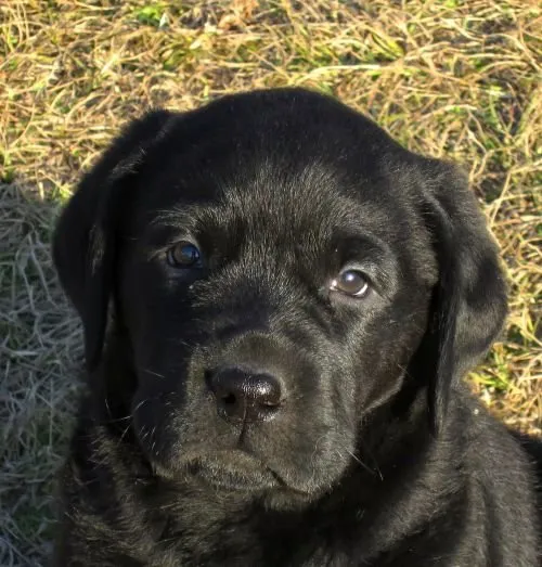 ID：1412-01260の子犬