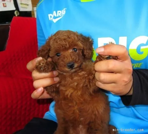 ID:1508-00811の子犬
