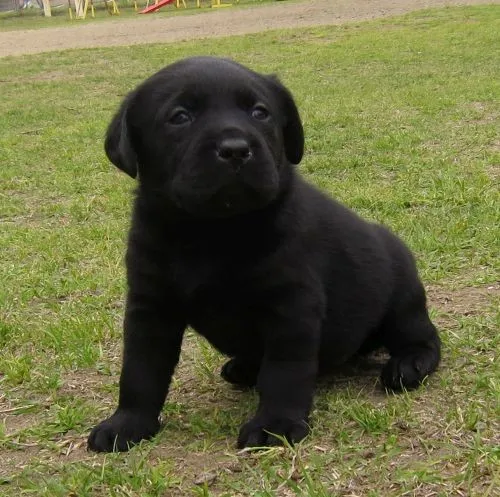 ID:1404-00122の子犬