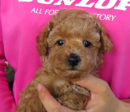 ID：1608-01764の子犬